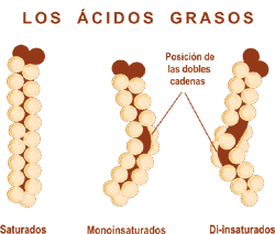 acidos grasos